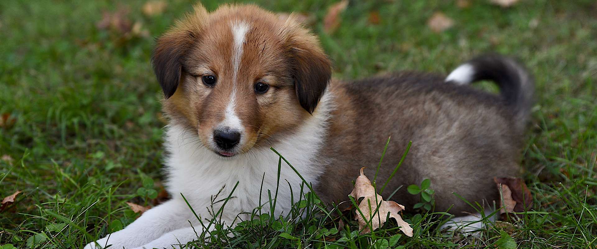 Our Litters at Stillwaters